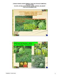 Kita menanam pokok tembikai hati jadi riang. Buku Panduan Tembikai Bocci