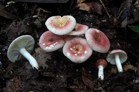 Image result for Russula sp.