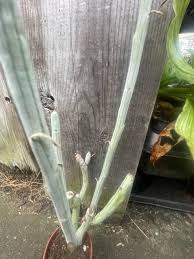 Image result for Kleinia longiflora