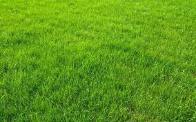 Lawn is british slang for the hair. How To Say Grass In German What Is The Meaning Of Gras Ouino