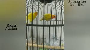 Puisi Untuk Burung Lovebird Yang Malang Youtube