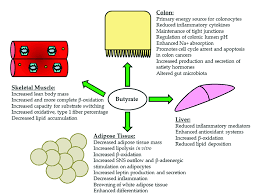 Nov 12, 2019 · it is important to be aware of the drug interactions related to alprazolam, effects on pregnancy and nursing mothers, as well as common side effects on the user. Role Of Butyrate In Maintaining Our Gut Health Genefitletics