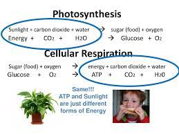 Photosynthesis Diagram Ppt Download