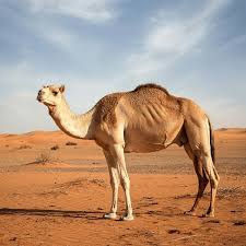 Image result for camel