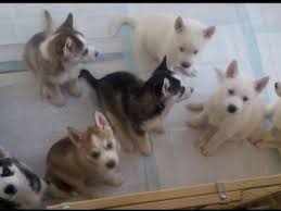 The staff was wonderful and helpful with choosing the perfect puppy for me. Pennysaver Adorable Blue Eyed Siberian Husky Puppies For Sale In Dallas Texas Usa