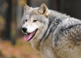 Commonly classified diurnal animals include mammals, birds, and reptiles. Nocturnal Animals List Animal Sake