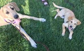 Our board & train program will help instill basic manners like house training, crate training and keeping a schedule, in addition to all the basic obedience cues you'll need. Puppy Camp Programs Training Tracks