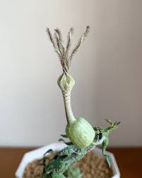 Image result for Ceropegia gracilior