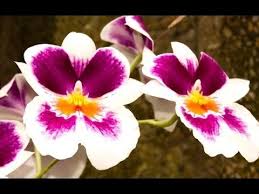 Foto Foto Bunga Anggrek Wild Orchid Orchidaceae Beautiful Flowers Bunga Anggrek Bulan Ungu Hd Bunga Anggrek Tanaman Foto Gratis Bunga Anggrek Bunga Teratai