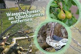 Beschneiden bei gutem wetter aufgrund der anfälligkeit der schnittflächen gegenüber frost, darf das schneiden nur an frostfreien tagen erfolgen. Wassertriebe An Obstbaumen Entfernen Anleitung Wasserschosser