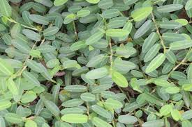 Image result for Alysicarpus