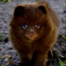 Hadley Wants This Dog Ok Ok Now Shush And She Keeps Insisting It S A Cat Sevimli Kopek Yavrulari Yavru Kopek Hayvan Yavrulari