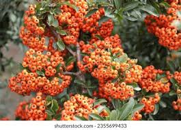 Image result for Pyracantha coccinea red column