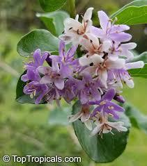 Image result for Ehretia rigida