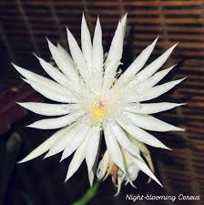 ✨Night-blooming Cereus✨