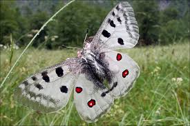 Image result for Parnassius apollo