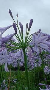 Agapanthus Flowers Flowerbed Green Park 41960 640x1136 Agapanthus Beautiful Flowers Botanical Flowers