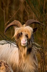Pin By Alice Edmiston On Love Of Wild Animals Animals Goats Animals With Horns