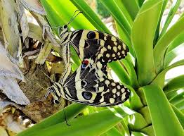 Jemme — butterfly (dj brooklyn edit) 02:35. Namibian Sun