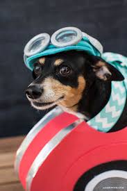 Race Car Dog Costume For Halloween Lia Griffith Dog Halloween Dog Halloween Costumes Dog Costume