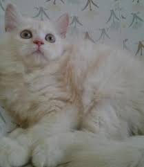 The maine coon is solid, rugged, and can endure a harsh climate. Maine Coon Mix Persian Female 001 S Photos Petfinder My Mobile