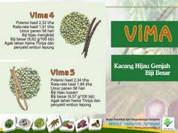 Biji kacang hijau mempunyai kandungan protein sebanyak 24,4%, lemak 1%, dan karbohidrat 64,6%. Berumur Genjah Dan Polong Masak Serempak Permintaan Benih Kacang Hijau Vima Meningkat