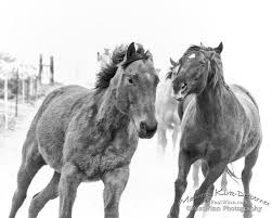 Black And White Horse Photography Black And White Horse Print Horse Art On Canvas Etsy In 2020 Horse Wall Art Horse Art Horse Art Print