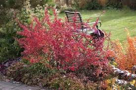Berberitzen Dornige Schonheiten Straucher Garten Pflanzen Pflanzideen