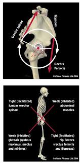 Lower Crossed Syndrome Whole Body Health Physical Therapy Portland Oregon