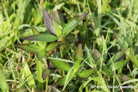 Image result for Spermacoce ocymoides