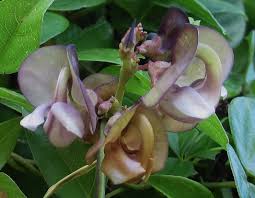 Image result for Wajira grahamiana