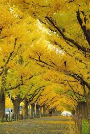 Autumn Gold Ginkgo Tree Beautiful Nature Landscape Tree Tunnel