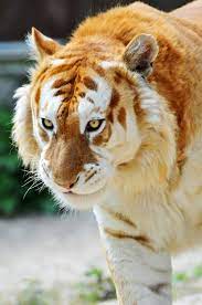 Find & download free graphic resources for cute animals. A Rare Golden Tiger Daily Squee Cute Animals Cute Baby Animals Cute Animal Pictures Animal Gifs Gif Animals