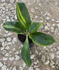 Image result for Palisota