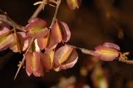 Image result for Phaeoptilum spinosum