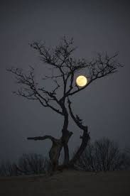 スーパームーンを見逃したあなたへ 幻想的でロマンチックなお月様アートはいかがですか キナリノ 夜空 画像 紅葉 景色 影