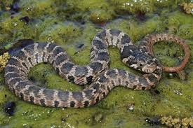 The water moccasin, north america's only venomous water snake, has a distinctive blocky, triangular head; Blotched Watersnakes Often Mistaken For Venomous Cottonmouths