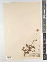 Image result for Thunbergianthus ruwenzoriensis