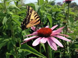 Common foxglove is a biennial, which means they form a rosette and leaves in their first year, bloom in their second year, and then die. In The Dirt Perennial Gardening The Zebra