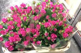 Everything You Need To Know About Spray Roses For Florists Eagle Link Flowers