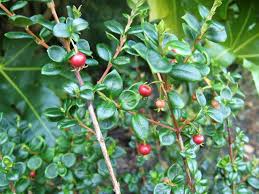 Le Goyavier La Saison Des Cueillettes Plants Planting Shrubs Myrtaceae