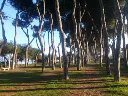 Maybe you would like to learn more about one of these? La Pineta Di Gabriele D Annunzio Italian Botanical Trips