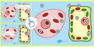 Cell Structure Picture Hotspot Cell Biology Cell Diagrams Plant Cells Animal Cells Cell Diagram Plant Cell Science Teaching Resources