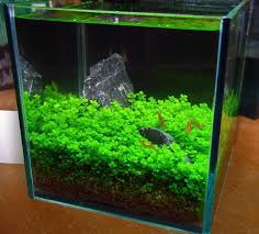 Need Advise On A Pico Shrimp Tank Page 4 Shrimp Tank Freshwater Aquarium Plants Aquarium Fish Tank