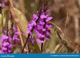 Image result for Striga junodii