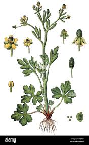 Image result for Ranunculus sceleratus