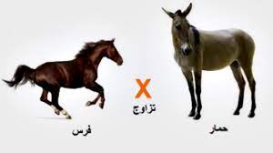 | meaning, pronunciation, translations and examples Ù‡Ù„ ØªØ¹Ø±Ù Ù…Ø§ Ù‡Ùˆ Ø§Ù„ÙØ±Ù‚ Ø¨ÙŠÙ† Ø§Ù„Ø¨ØºÙ„ Ùˆ Ø§Ù„Ù†ØºÙ„ Ø¹Ø¯Ù†Ø§Ù† Ø§Ø¨Ø±Ø§Ù‡ÙŠÙ… Youtube