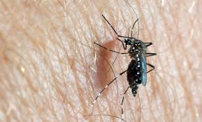 The percentage of mosquitoes which carry dengue or malaria is not a particularly useful statistic because even knowing that information there are in areas such as cambodia if very few people have malaria, then the chances of it being transmitted are very small. Aedes Aegypti Factsheet For Experts