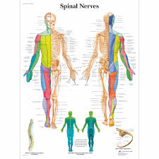 Grasshopper nervous system nervous grasshopper nervous system nervous faculty pages. Anatomical Charts And Posters Anatomy Charts Spinal Nerves Paper Chart