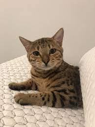 Adopt Milo On Petfinder Cat Adoption Purebred Cats Baby Cats